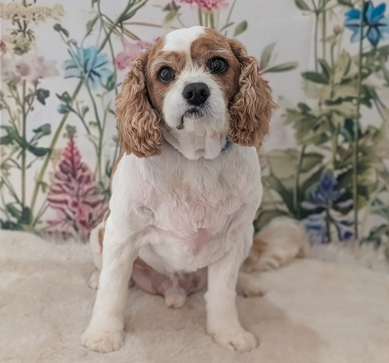brown and white king Charles spaniel portrait with floral backdrop behind