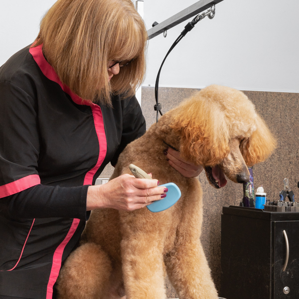 Student groomer brushing a poodle Image