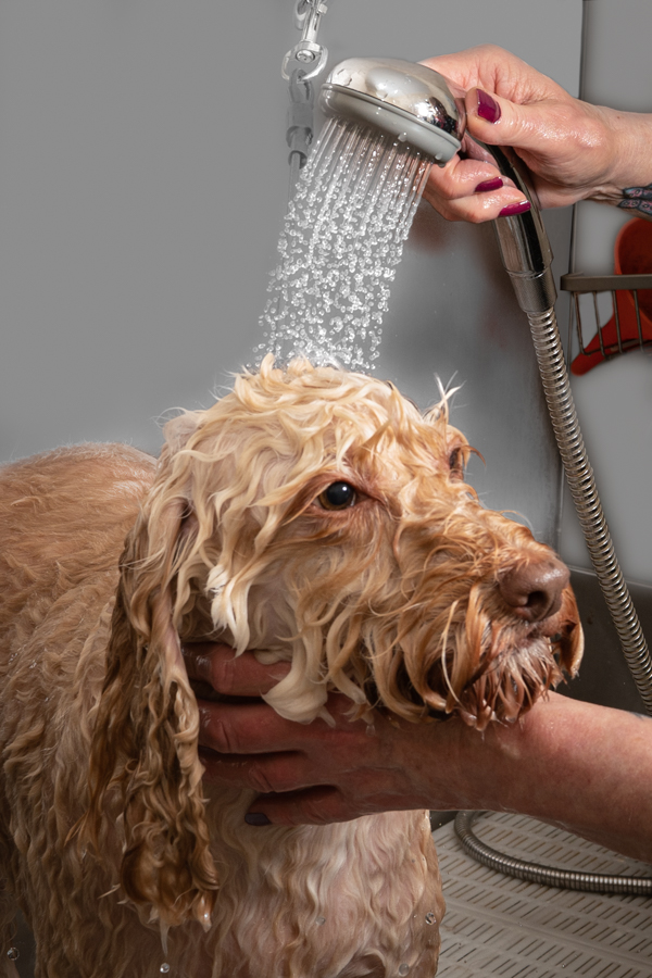 Dog being washed by a student dog groomer